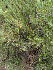 Quercus vacciniifolia