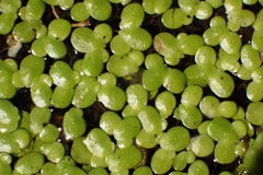 Lemna minuta