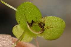 Lemna minuta