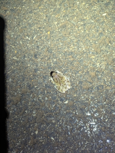 Japanese Tree Frog