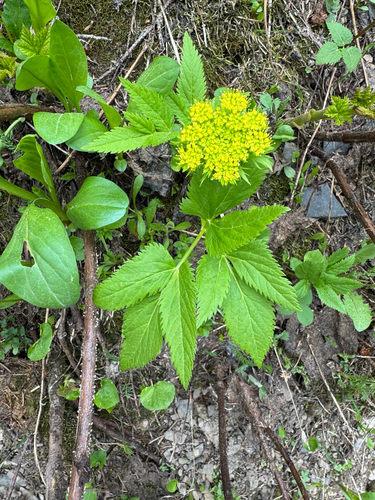 Dawson's angelica (Angelica dawsonii)