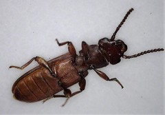 Platisus angusticollis