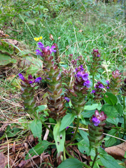 Prunella vulgaris lanceolata