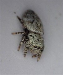 Simaethina