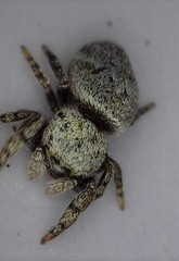 Simaethina