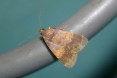 Hydrillodes pacifica