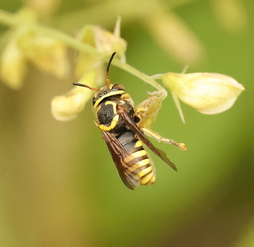 Hypanthidium taboganum