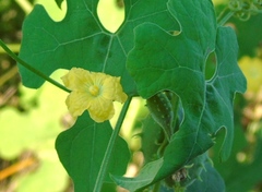 Luffa operculata