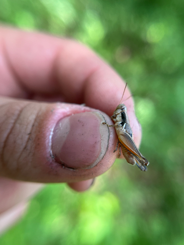 Swollen Short-wing Grasshopper photo 3