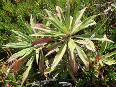 Echium pininana