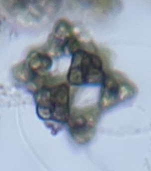 Sphaerodictyaceae