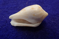 Maculastrombus maculatus