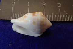 Maculastrombus maculatus