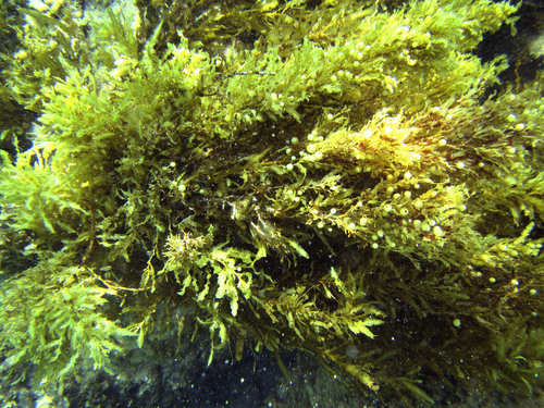 Sargassum obtusifolium observed 2016-03-16