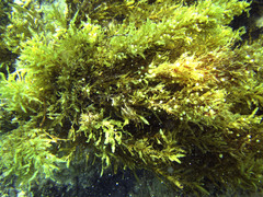 Sargassum obtusifolium