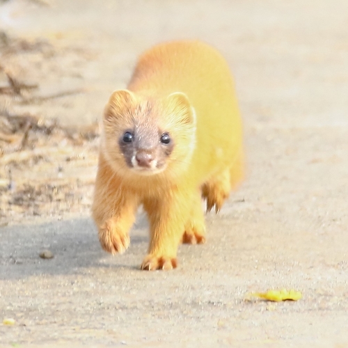 Siberian Weasel