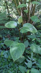 Hydrangea aspera, photograph (c) 許文俊, some rights reserved (CC BY-SA)