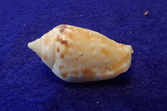 Maculastrombus maculatus