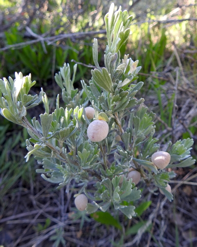 Unknown species found near Power County, ID, USA