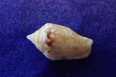 Maculastrombus maculatus