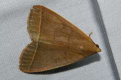 Simplicia niphona