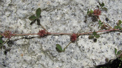Trifolium cernuum iNat (1)