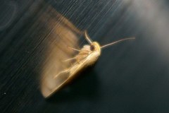 Simplicia cornicalis