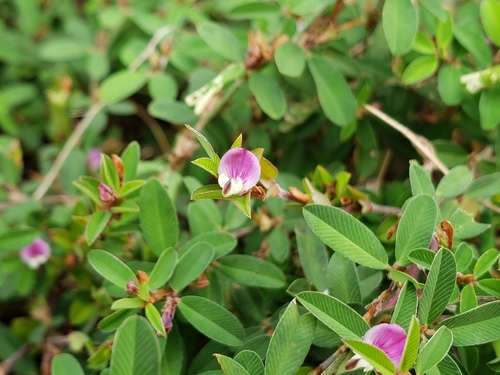 Kummerowia striata