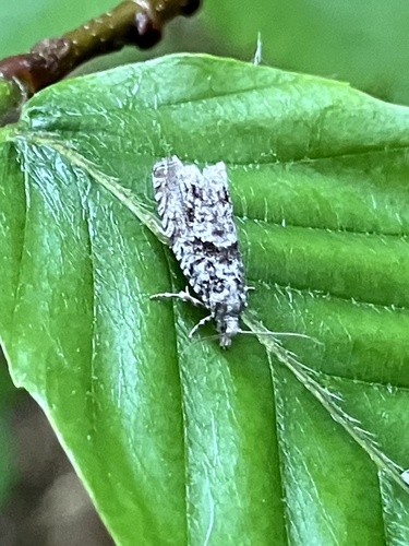 Maple Trumpet Skeletonizer Moth photo 2