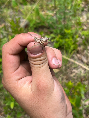 Swollen Short-wing Grasshopper photo 2