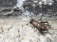 Loxoblemmus equestris