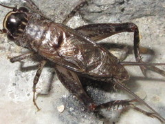 Loxoblemmus equestris