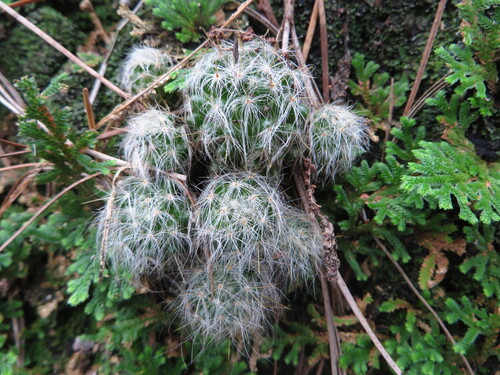 Mammillaria glassii