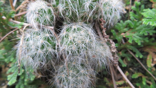 Mammillaria glassii