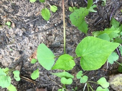 Fagopyrum esculentum