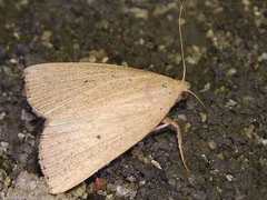 Stenhypena nigripuncta