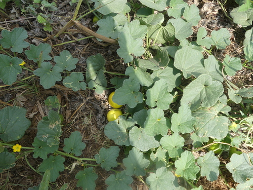 Cucumis melo