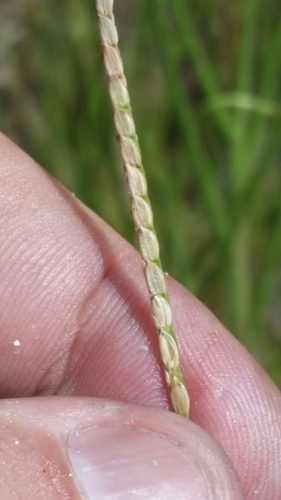 Paspalum vaginatum image