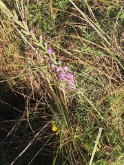 Liatris bracteata