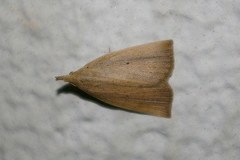 Stenhypena longipennis