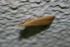 Stenhypena longipennis