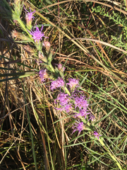 Liatris bracteata