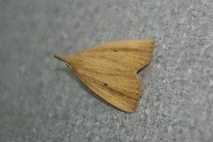 Stenhypena longipennis