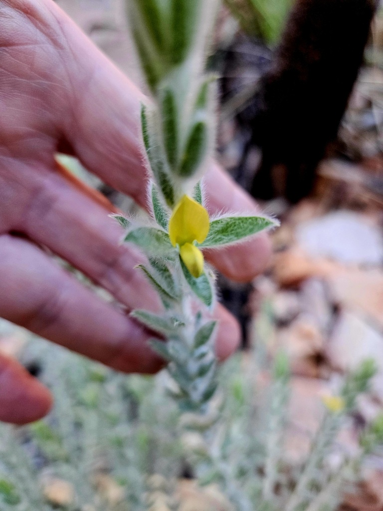 Plagiocarpus