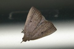 Stenhypena longipennis