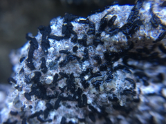 Opegrapha