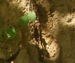 Boyeria vinosa