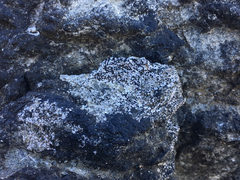 Opegrapha