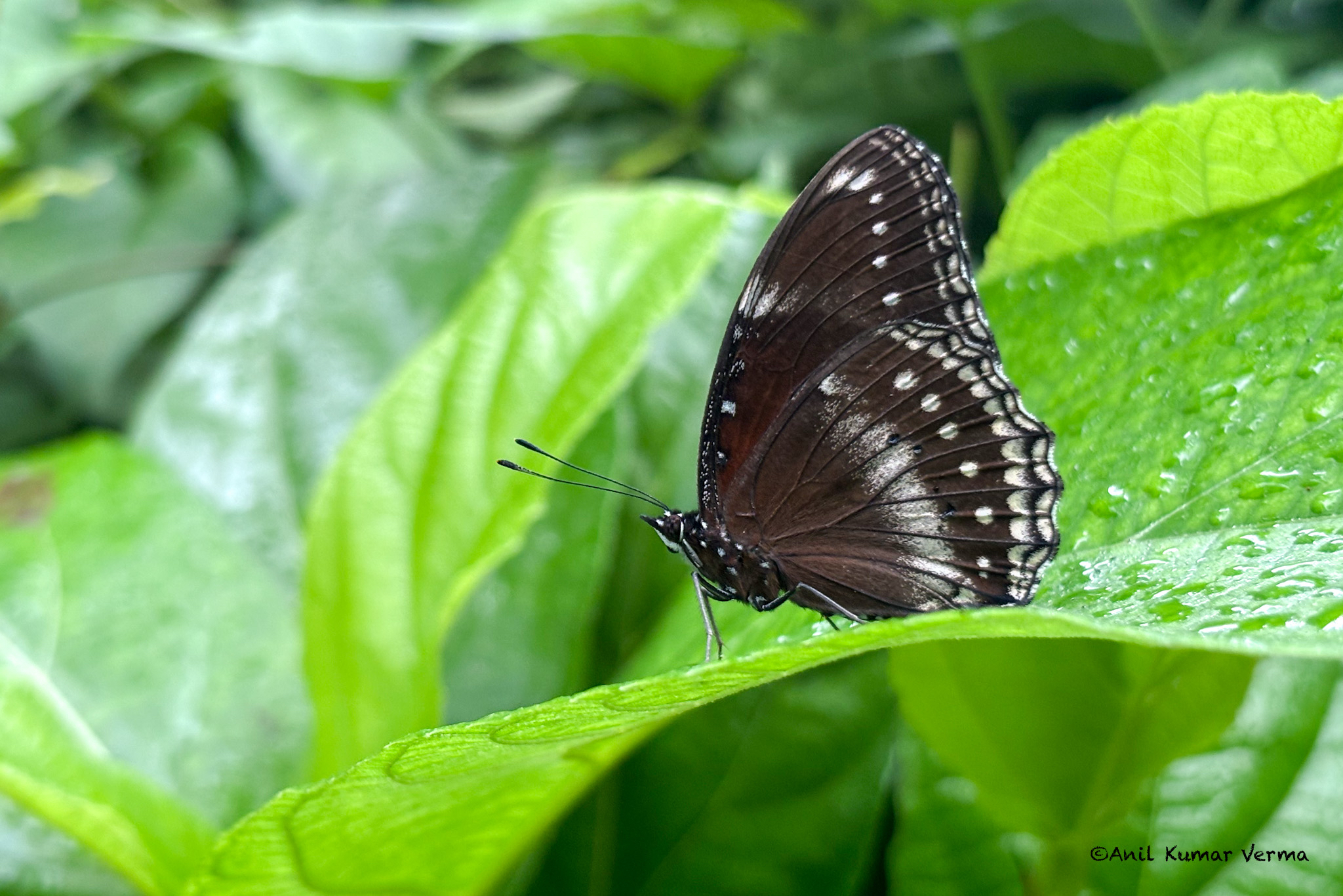 Great Eggfly