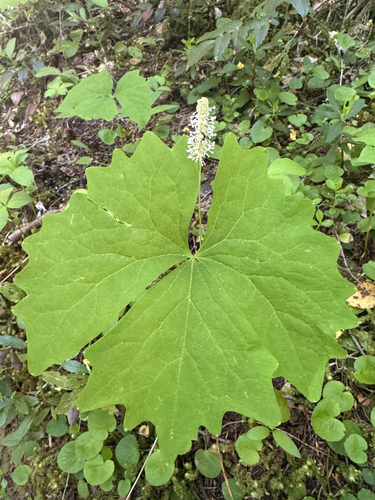 Deer's foot (Achlys californica)